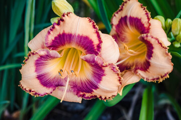 Wall Mural - a wide angle view of an orange lily in the north garden in the morning