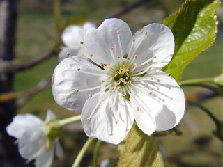 Wall Mural - Cherry blossoms 2