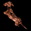 © Uniquecapture - Floating shot of a Dachshund from underneath floating in space