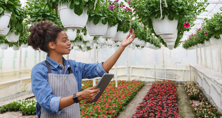 Wall Mural - Growing and caring for flowers on farm. Happy african american young woman checks quality of potted plants in greenhouse