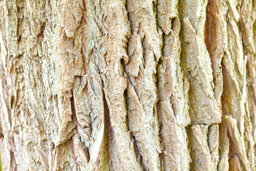 Bark of a old tree