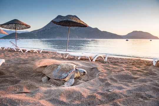Loggerhead Sea Turtle (Caretta caretta), digging sand at the beach to lay eggs. Close-up photo. Adrasan - Antalya