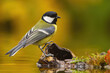 Colorful Great tit, parus major, sitting on wood above water pond in autumn. Little bird resting in nature with blurred background . Wild small animal near lake.