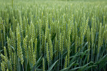 Close Up Of Green Ears Of Young Winter Wheat