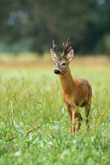 Wall Mural - majestic roe deer, capreolus capreolus, standing on meadow during the summer. dominance buck looking