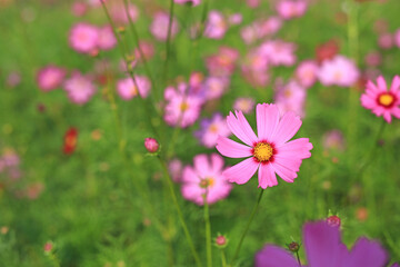 Wall Mural - Beautiful cosmos flower blooming in the summer garden field in nature.