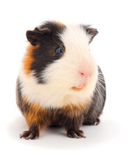 Guinea Pig Isolated.