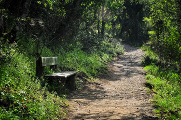 A wooden bench beside a winding woodland trail invites hikers to rest and enjoy the natural surroundings.