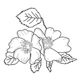 Fototapeta Big Ben - Botanical sketch rosehip flower, blossom vector illustration, outline nature art for design and creativity