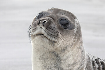 Wall Mural - Southern Elephant Seal young pup