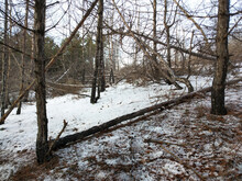 Damaged Pine Forest In The Foreground And The Surviving Forest In The Background. Wintertime. Fallen Tree Trunks.