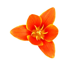 Orange tulips isolated on white background 