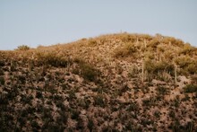 Low Angle Shot Of A Hillside Covered With Dry Grass And Plants