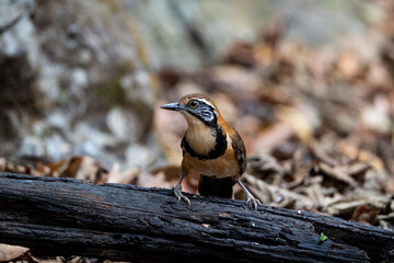 Greater Necklaced Laughingthrush