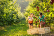 Friendly hard-working siblings on farm picking apples into wicker baskets and then pour them into crates.