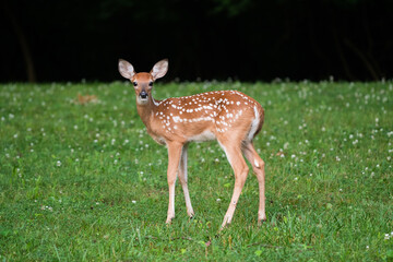 Sticker - White-tailed deer fawn in an open meadow