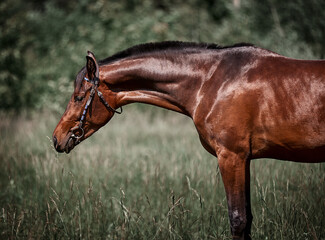  Beautiful bay horse walks in the meadow on the loose