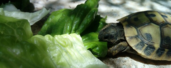 Poster - Turtle eating lettuce leaves with a shadow of leaves on the floor