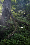 Fototapeta Krajobraz - tree in the forest