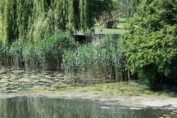 Wall Mural - Lush vegetation by the lake shore