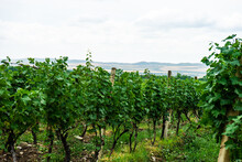 Vineyard In Kakheti Region, Georgia