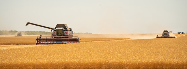 Combine harvesters on the field