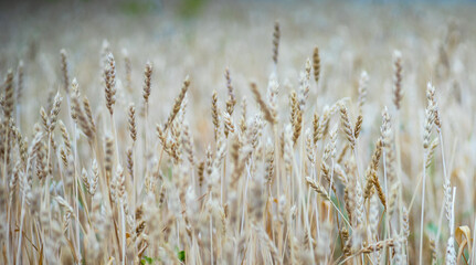 Naklejka na meble Close up of wheat ears in a field