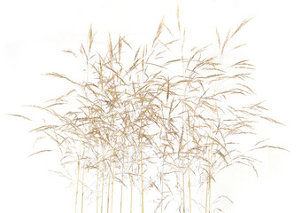 Fresh common bent grass Agrostis isolated on white background. Spikelet flowers wild meadow plants..