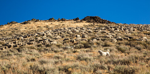 Wall Mural - A flock of sheep is being moved from the high country near Ketchum, Idaho to a lower elevation for the winter. White guard dogs are Great Pyrenees.