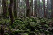 trees in the forest for aokigahara in Japan