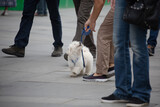 Fototapeta Psy - Walk with the dog around the city. White shaggy dog on a leash walks with the owner on a crowded street. Pet Care concept.