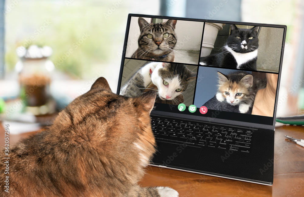 Back view of cat talking to cat friends in video conference. Group of cats having an online meeting in video call using a laptop. Focus on cats, blurred background. - obrazy, fototapety, plakaty 