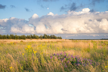 Wall Mural - cumulus clouds over a wilderness area in the evening light