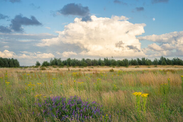 Wall Mural - distant rain shower over a wilderness area with colorful wildflowers in the foreground