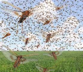 Wall Mural - Migratory locust swarm. Locusta migratoria. Acrididae. Oedipodinae. Agriculture and pest control 