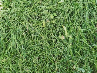 green background of pressed grass. green texture