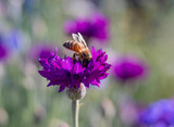Fototapeta Lawenda - Bee on Dark Pink Bachelor Button Flower