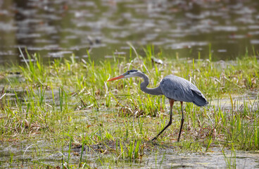 Wall Mural - Great blue Heron in the pond
