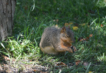 Wall Mural - Young Hungry Squirrels