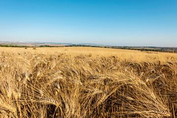 Ripe ears of wheat against the blue sky on a summer evening. Selective focus. 