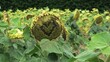 Sonnenblume mit Herz / Sonnenblumenfeld Provence / Field of sunflowers