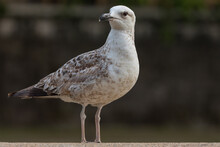 Seagull Standing And Looking At Camera