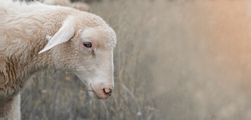 Wall Mural - Portrait of sheep on a green field eat grass on a Slovak farm.