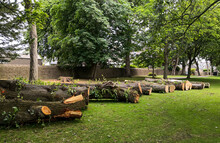 Aberdeen, Scotland/UK - July 2, 2020:  Cut Tree Trunks Waiting To Be Collected In Victoria Park. 