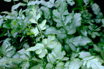 Silver fern, Sword brake fern, Slender brake fern,Pteris ensiformis Burm. f.,closeup,Water droplets on the leaves