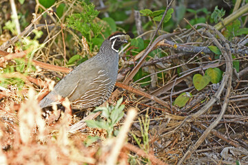 Poster - California Quail aka Callipepla californica