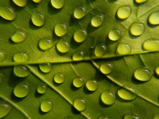 Beautiful green leaf texture with drops of water..