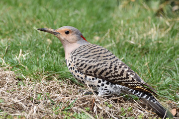 Wall Mural - A northern flicker woodpecker  on the grass looking for insect.