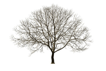 Poster - isolated tree without leaf on white background