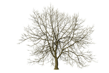 Poster - isolated tree without leaf on white background